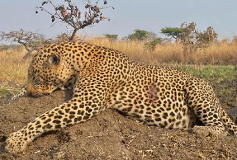 14-day Tanzania Leopard, Cape Buffalo and Plains Game Safari for One Hunter and One Non-Hunter