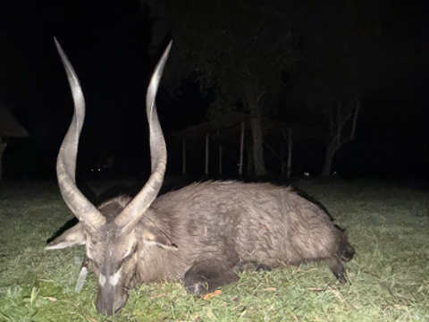 12-day (10-day hunt) Uganda Sitatunga Hunt for One Hunter and One Non-hunter 