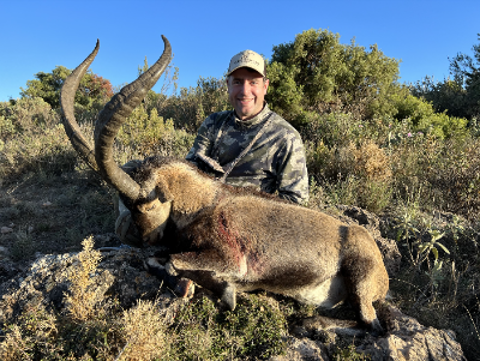 5-day Spain Best Available Southeastern Ibex Hunt for Two Hunters 