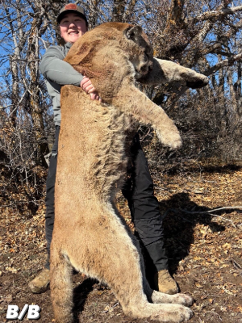 10-day New Mexico Mountain Lion Hunt for One Hunter and One Non-hunter 