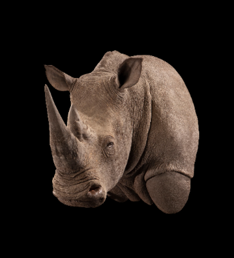 Rhino Replica Shoulder Mount
