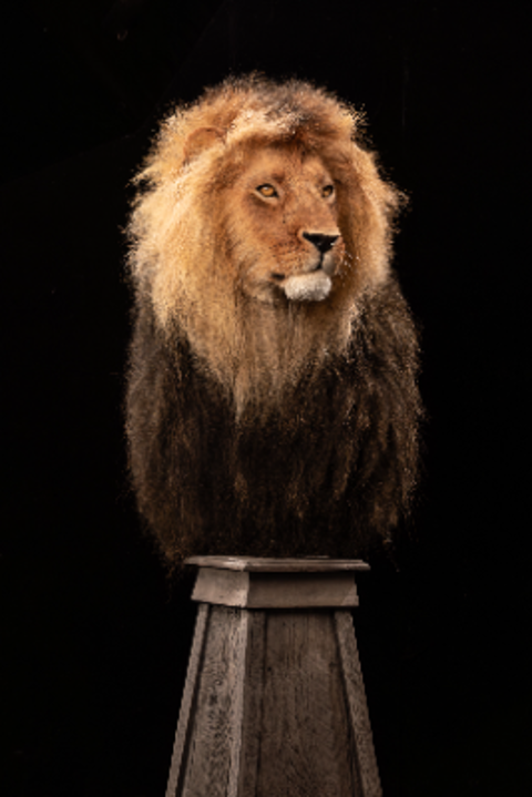 Lion Replica Pedestal Mount