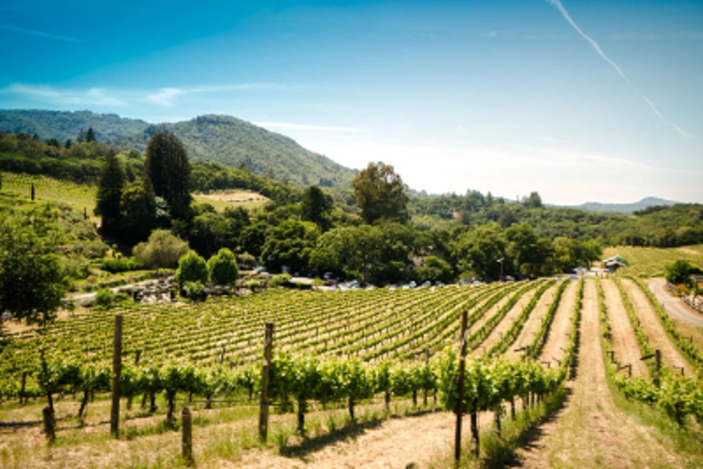Exclusive Luxury Southern California Wine Tasting Experience for Four presented by International Wine & Travel/Vinera Wines