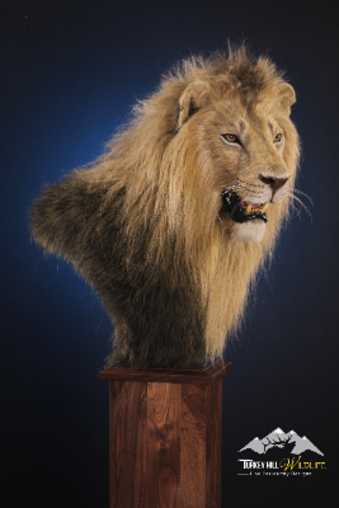 Taxidermy Service for a Replica Lion Pedestal