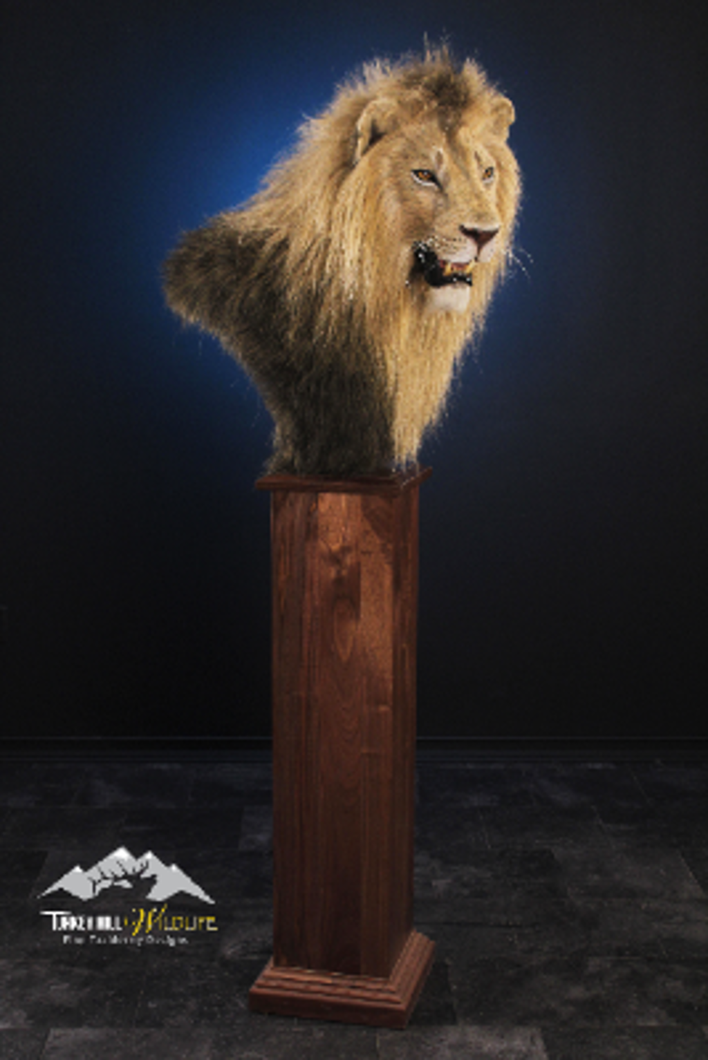 Taxidermy Service for a Replica Lion Pedestal