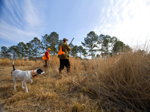 2-half day/3-night South Carolina Quail Shoot for Two Hunters 