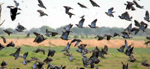 4-Day Argentina Dove Hunting for Six Hunters