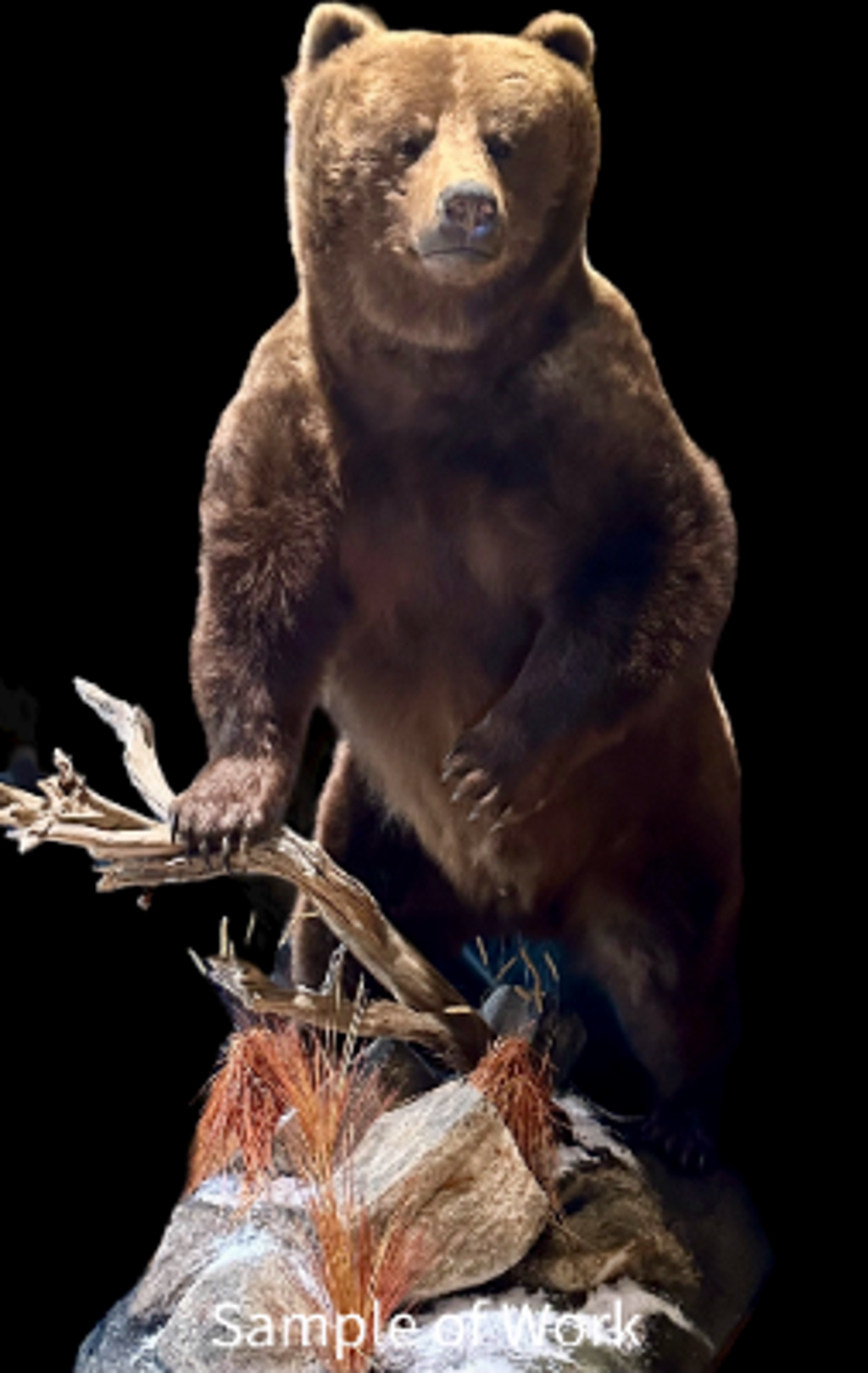 Trophy Brown Bear Taxidermy Mount by True-Life Taxidermy Safari Specialist Inc.