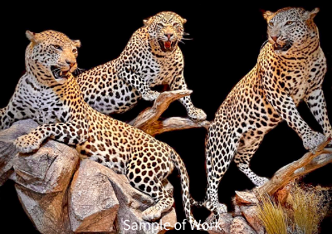 Life-Size Leopard Mount by True-Life Taxidermy Safari Specialist Inc.