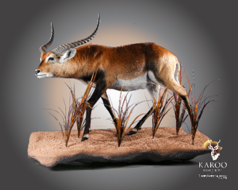 Karoo Taxidermy $10,000 Taxidermy Service Package