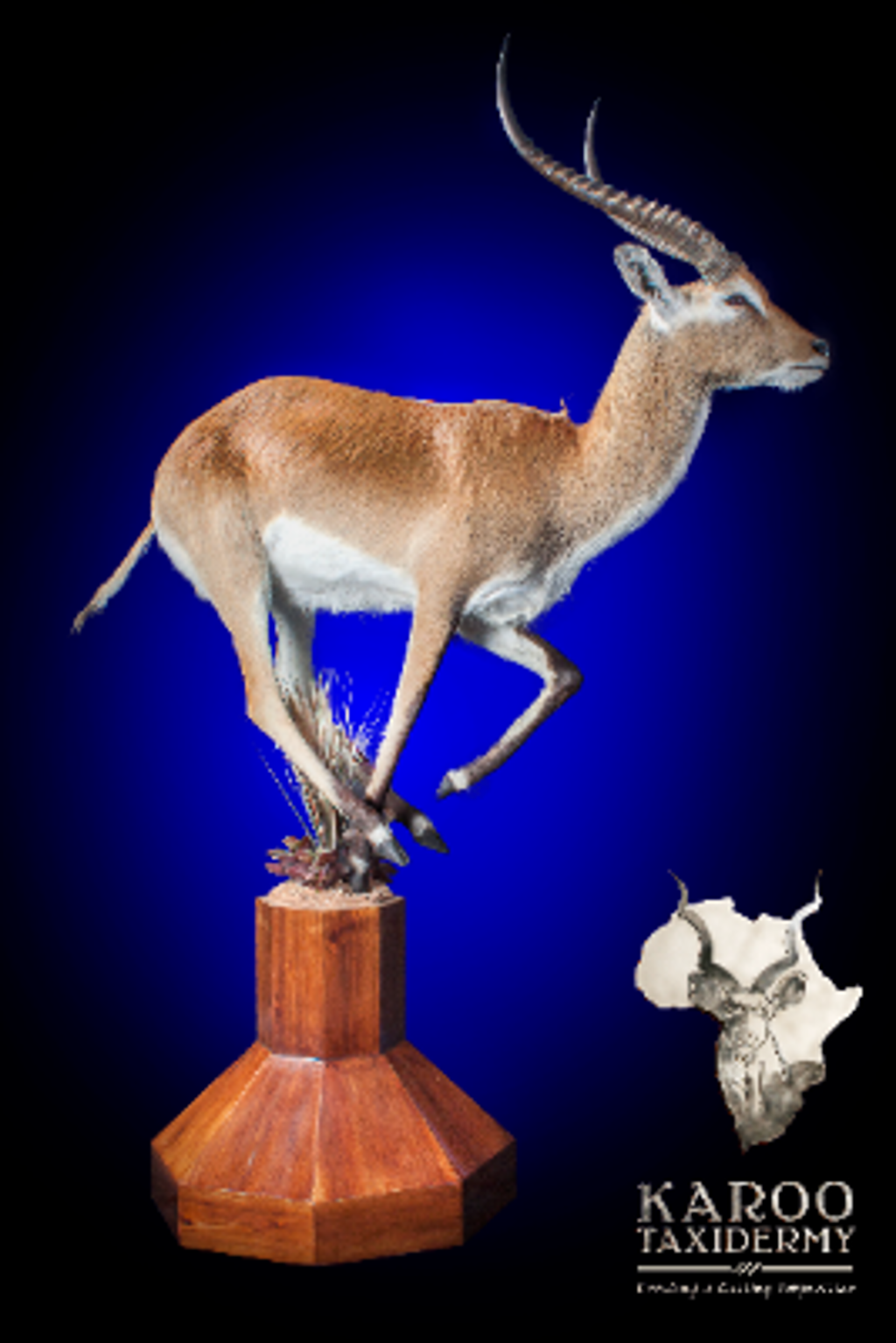 Karoo Taxidermy $10,000 Taxidermy Service Package