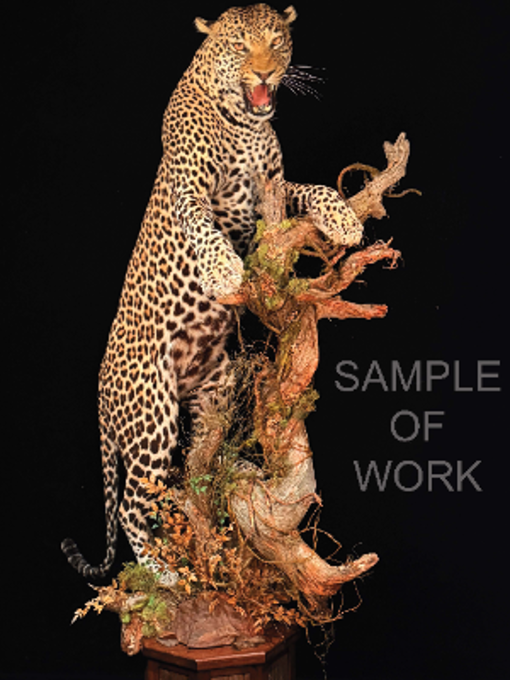Taxidermy Services for One Custom Life-Size Leopard Mount