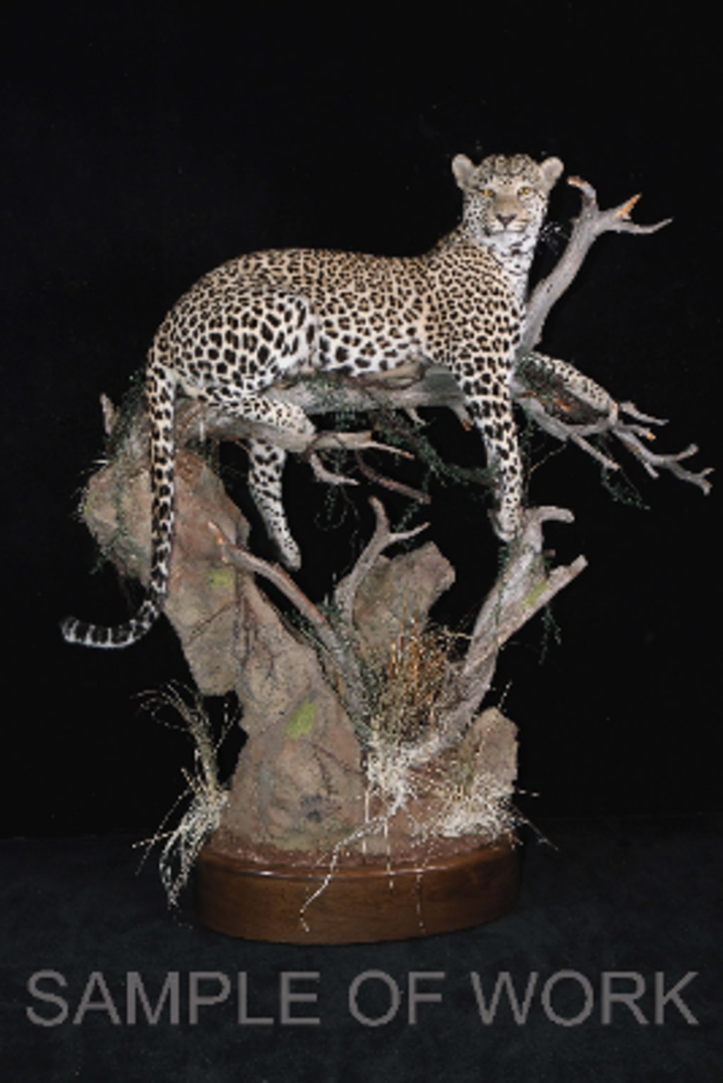 Taxidermy Services for One Custom Life-Size Leopard Mount
