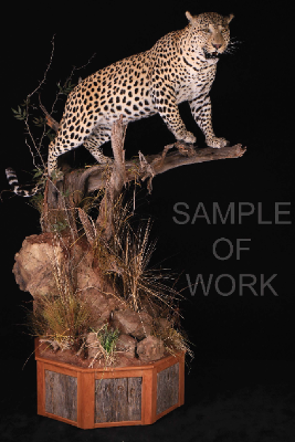 Taxidermy Services for One Custom Life-Size Leopard Mount