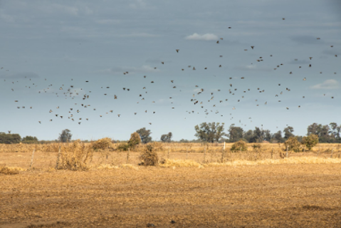 3-day Argentina High Volume Dove for Fourteen Hunters