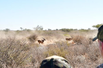 7-day Botswana Gemsbok, Eland, Blue Wildebeest and Zebra Hunt for One Hunter and One Non-hunter 