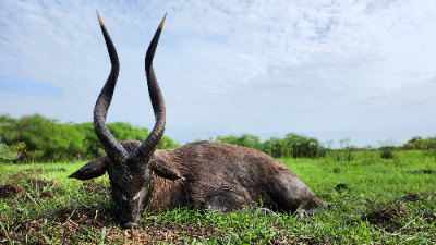 12-day (10-day hunt) Uganda Sitatunga Hunt for One Hunter 