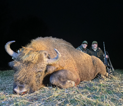5-day Belarus European Bison Hunt for One Hunter