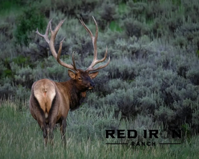 3-day Utah Rocky Mountain Elk up to 360 SCI Hunt for One Hunter 
