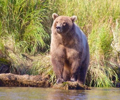 6-day Alaska Halibut, Grayling, Salmon and Rainbow Trout Fishing Trip for Two Anglers 
