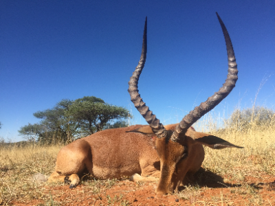 8-day South Africa Pains Game Hunt for Two Hunters 
