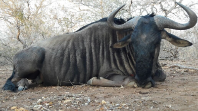 8-day South Africa Pains Game Hunt for Two Hunters 