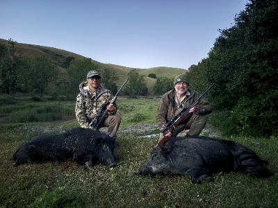 3-day California Hog Hunt for Two Hunters and Two Non-Hunters 