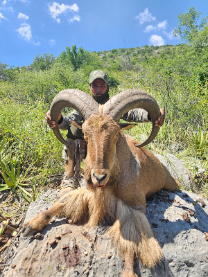 4-day Mexico Aoudad Hunt for One Hunter 