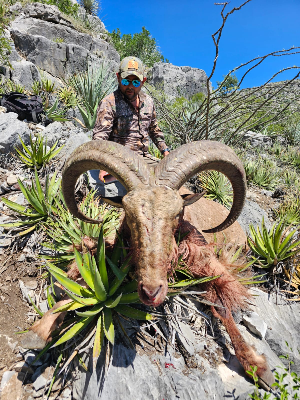 4-day Mexico Aoudad Hunt for One Hunter 